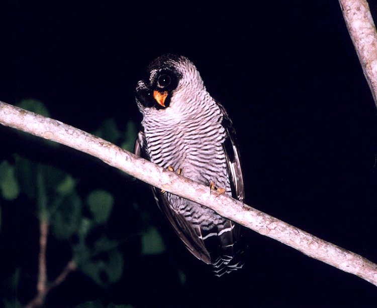 Black-and-White Owl