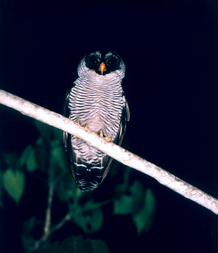 Black-and-White Owl