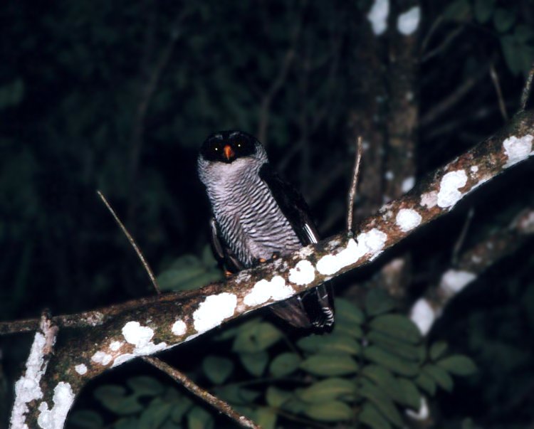 Black-and-White Owl
