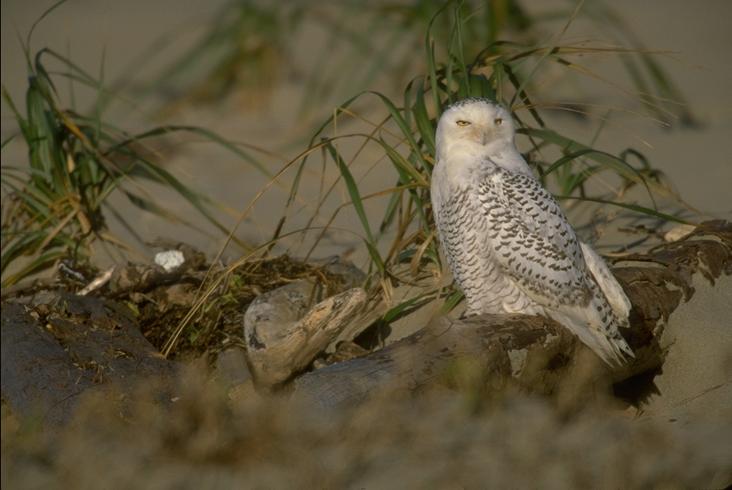 Snowy Owl