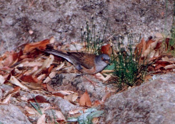 Baird's Junco