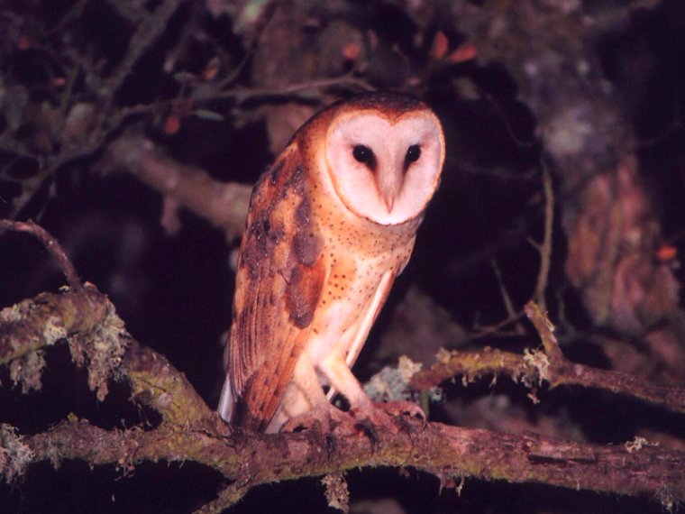 Barn Owl by Dan Lockshaw  2000 
