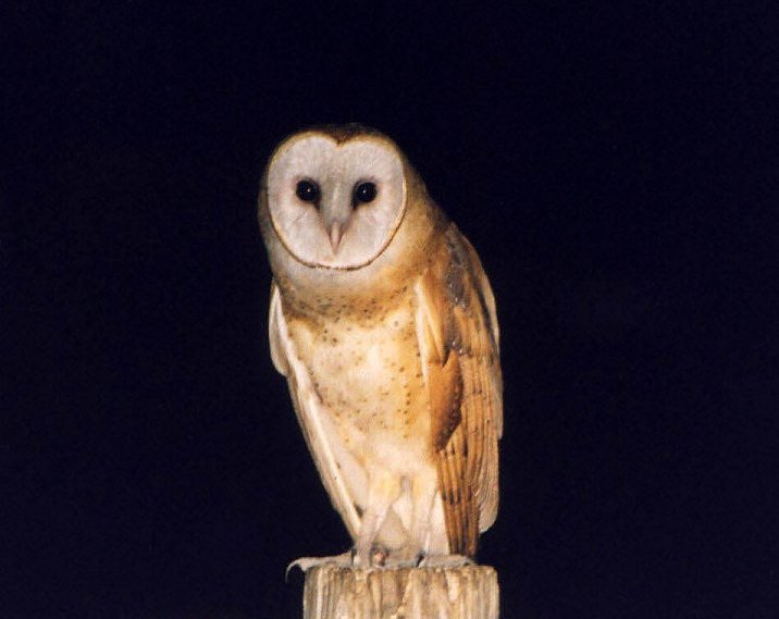 Barn Owl