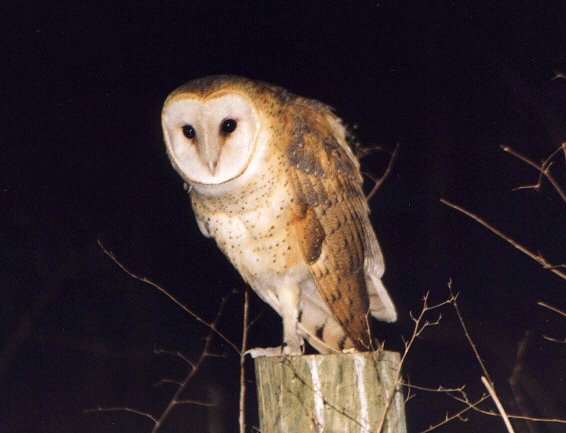 Barn Owl