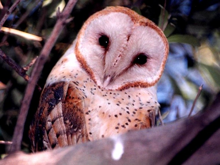 Barn Owl