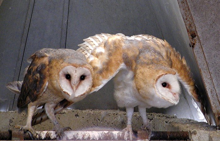 Barn Owl