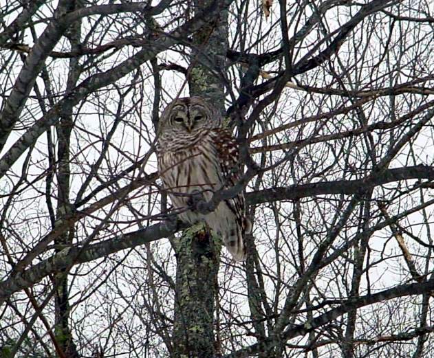 Barred Owl by Dan Lockshaw  2000 