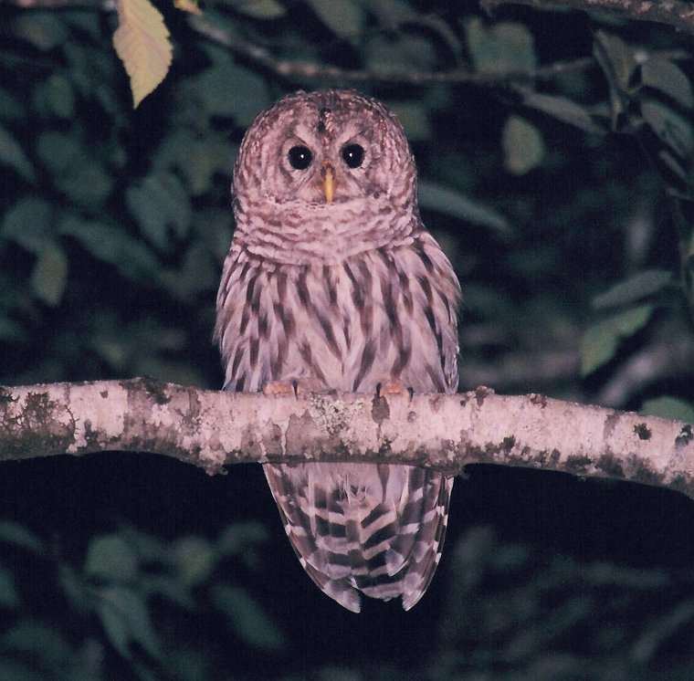 Barred Owl by Dan Lockshaw  2002