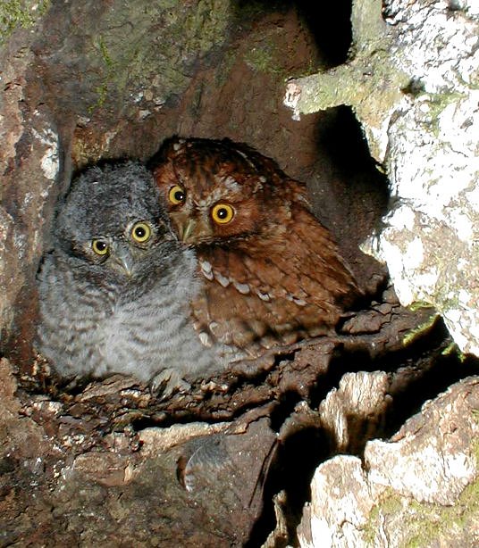 Bearded Screech-Owl