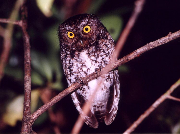 Bearded Screech-Owl