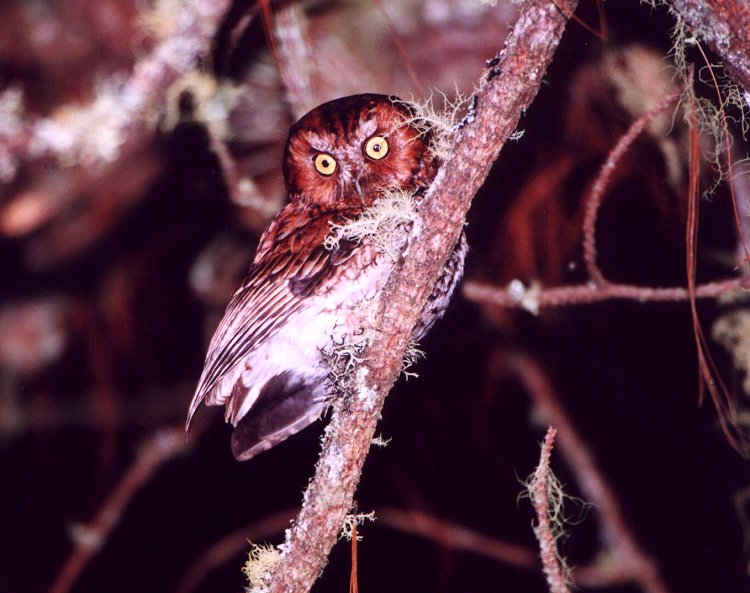 Bearded Screech-Owl