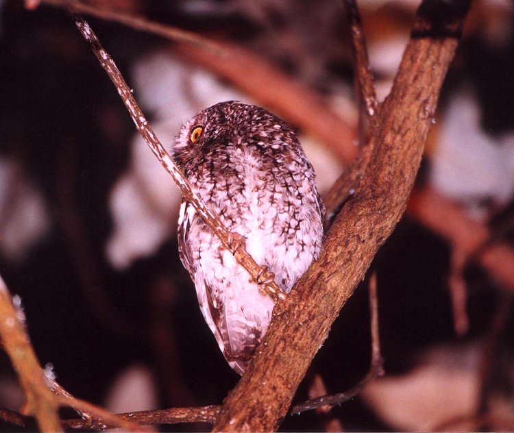 Bearded Screech-Owl