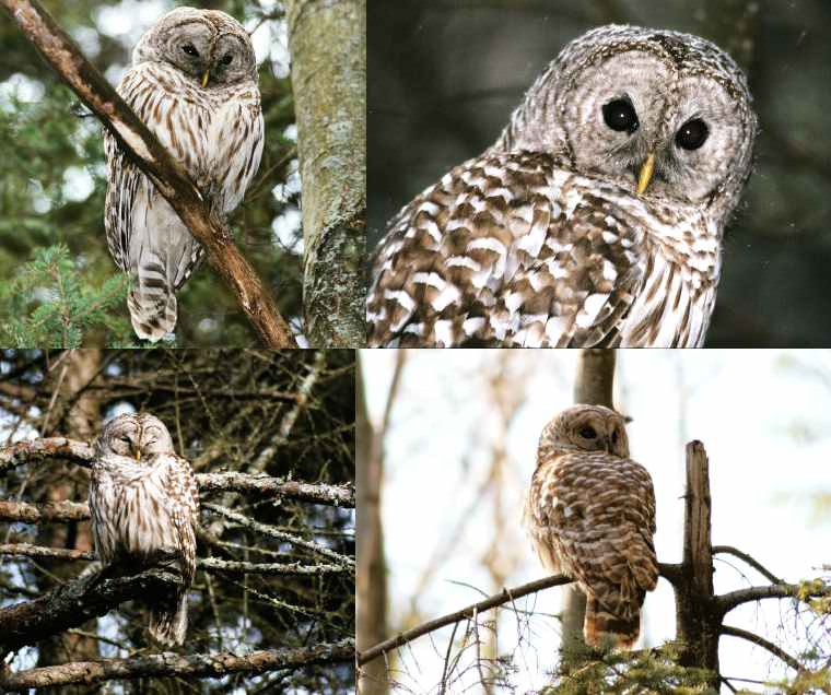 Barred Owl