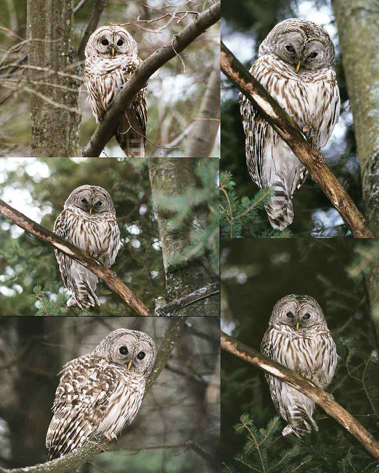 Barred Owl