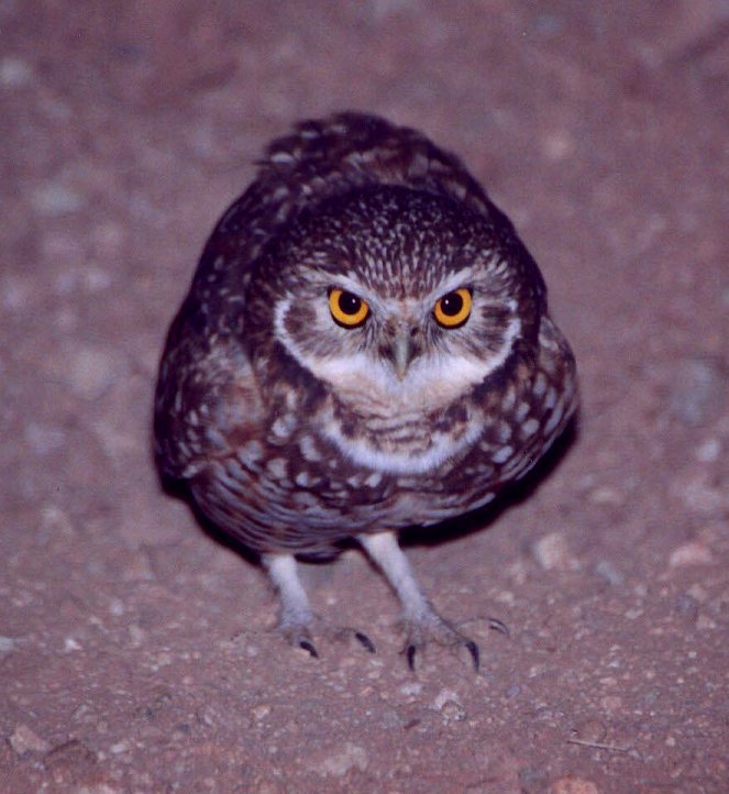 Burrowing Owl