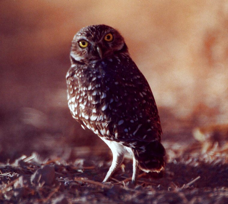 Burrowing Owl