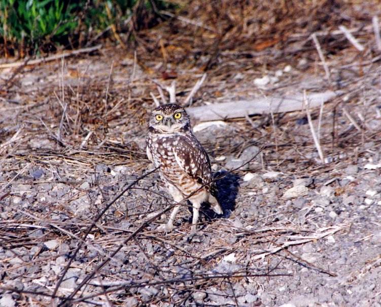 Burrowing Owl
