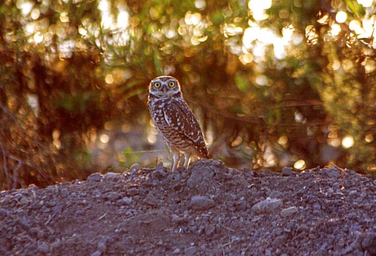 Burrowing Owl