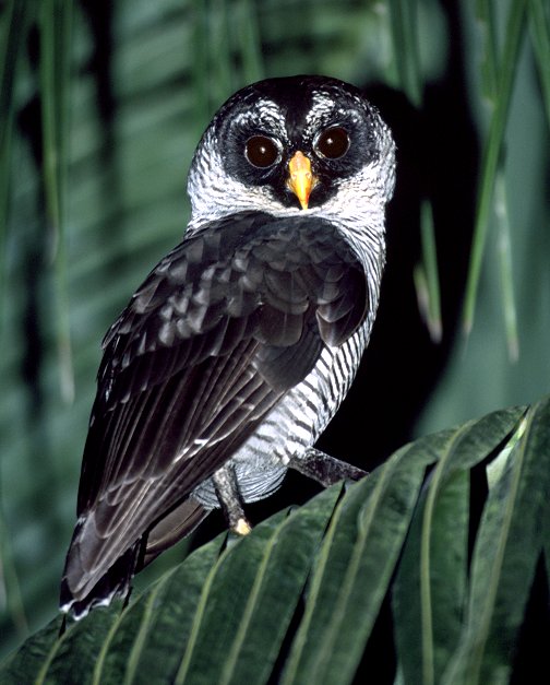 Black-and-White Owl