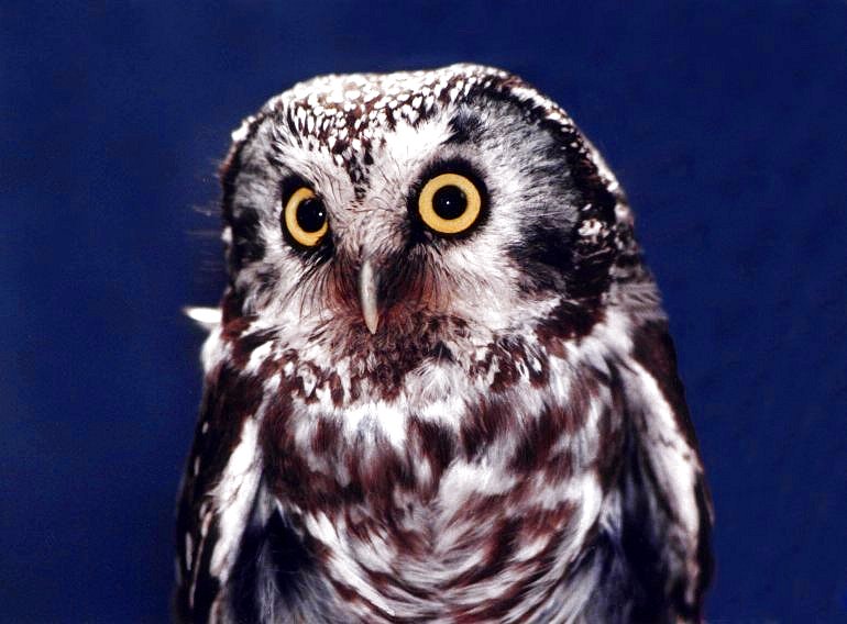 Boreal Owl