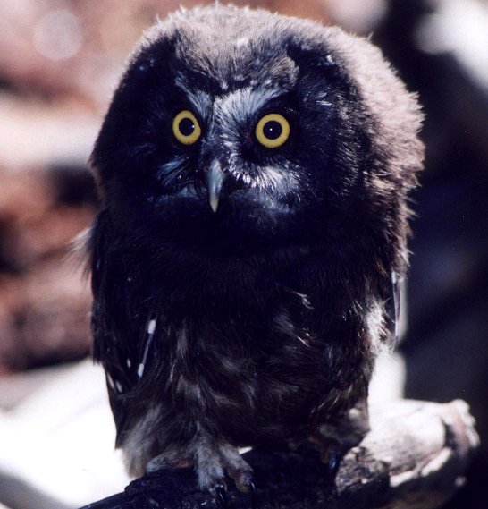 Boreal Owl