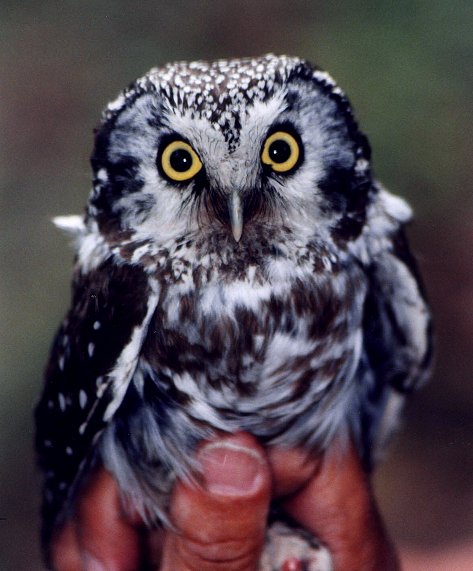 Boreal Owl