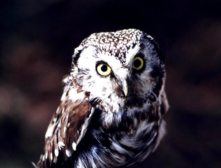 Boreal Owl