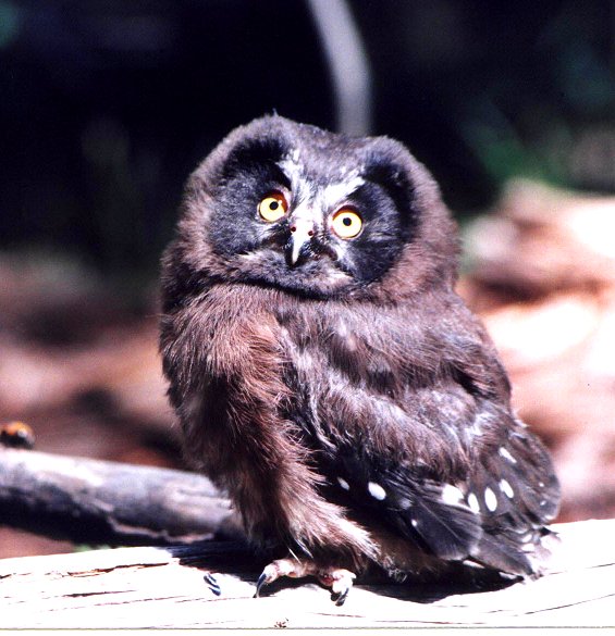 Boreal Owl