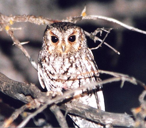 Flammulated Owl