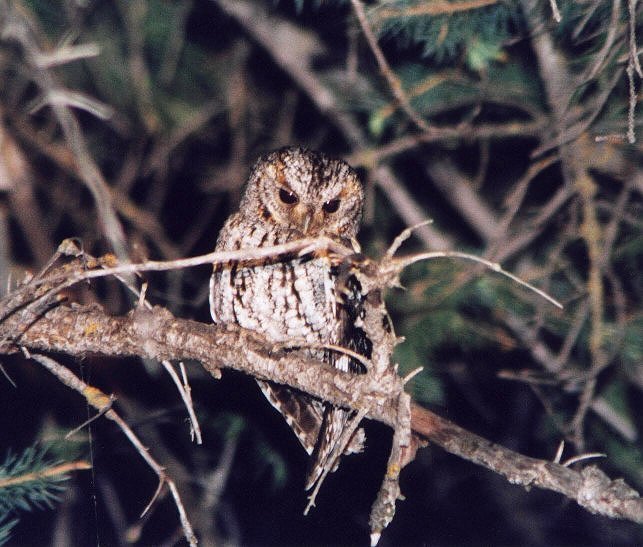 Flammulated Owl