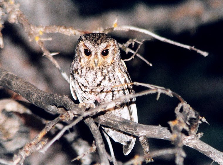 Flammulated Owl