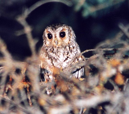 Flammulated Owl