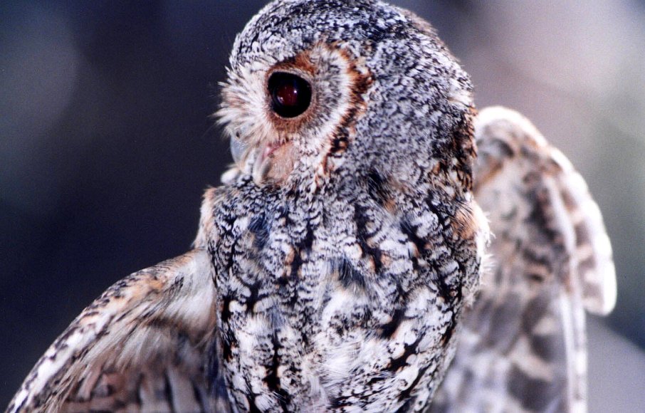 Flammulated Owl