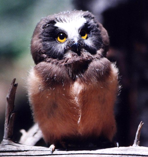 Northern Saw-whet Owl