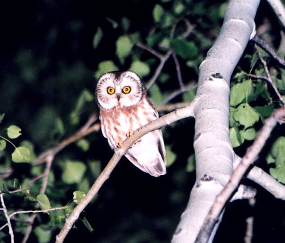 Northern Saw-whet Owl