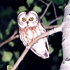 Multimedia Page