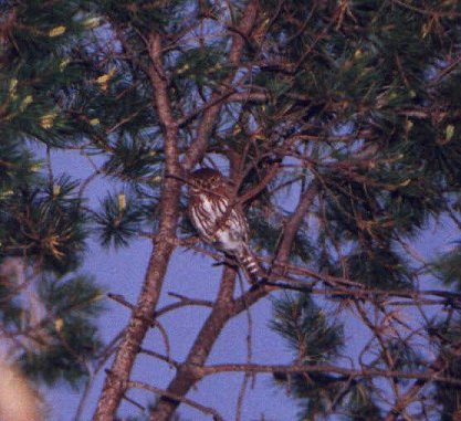 Cape Pygmy-Owl
