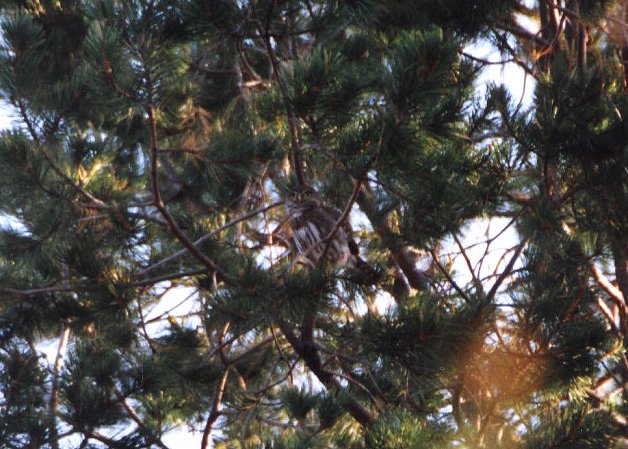 Cape Pygmy-Owl