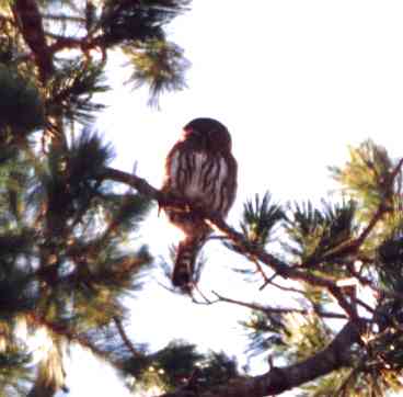 Cape Pygmy-Owl