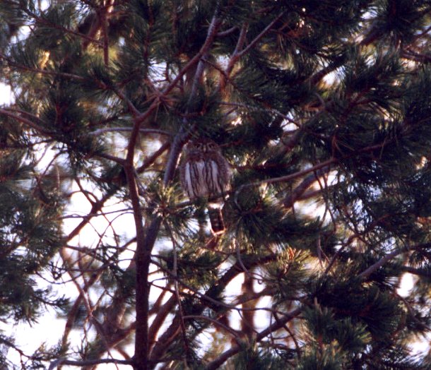 Cape Pygmy-Owl