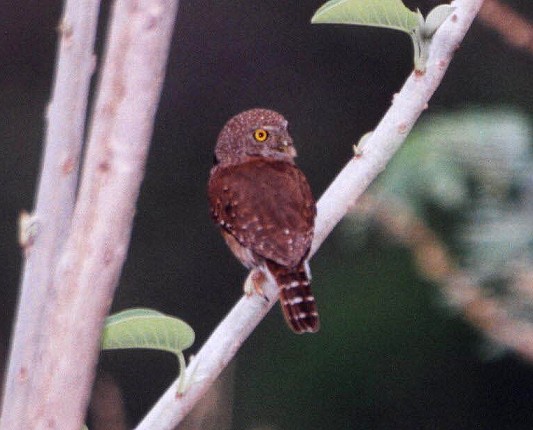 Colima Pygmy-Owl