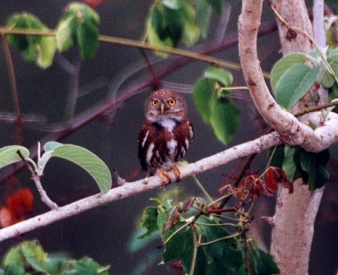 Colima Pygmy-Owl
