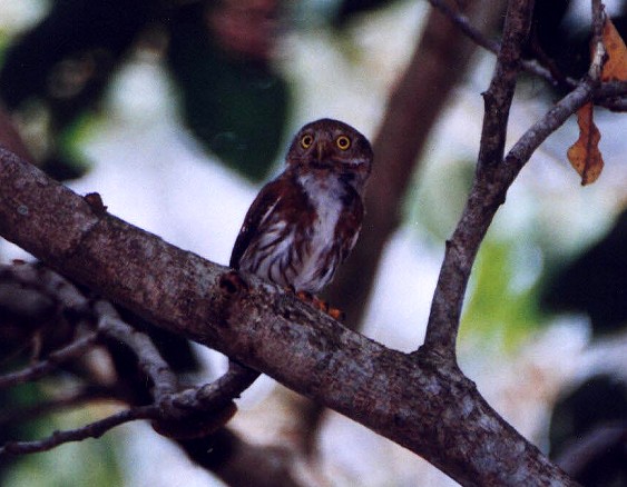 Colima Pygmy-Owl