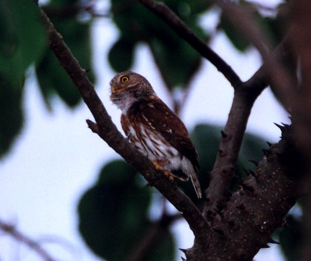 Colima Pygmy-Owl