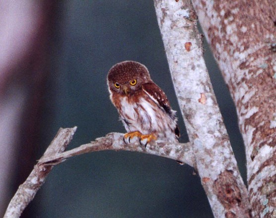 Colima Pygmy-Owl