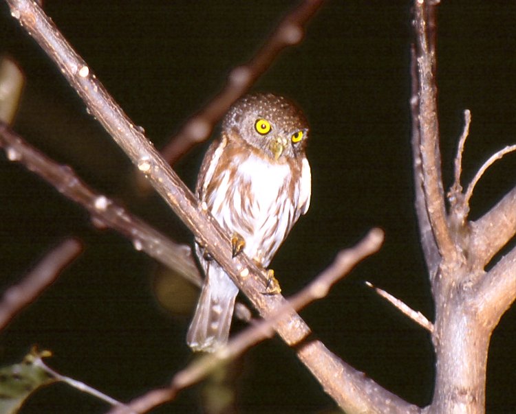 Colima Pygmy-Owl