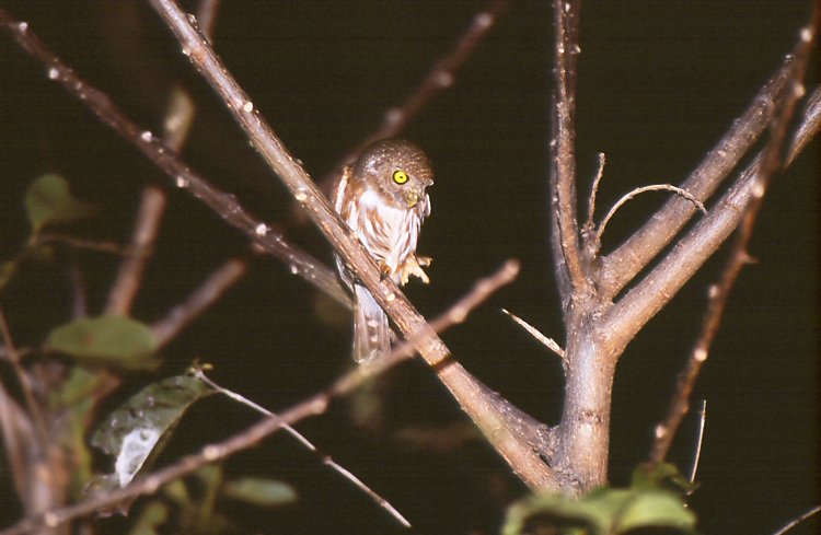 Colima Pygmy-Owl