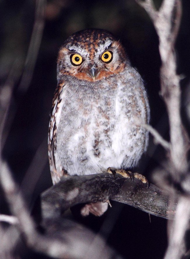 Elf Owl