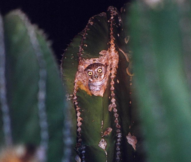 Elf Owl