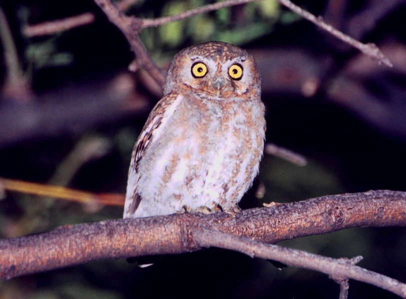 Elf Owl